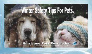 WINTER SAFETY TIPS FOR PETS (Extreme Cold Weather) 
